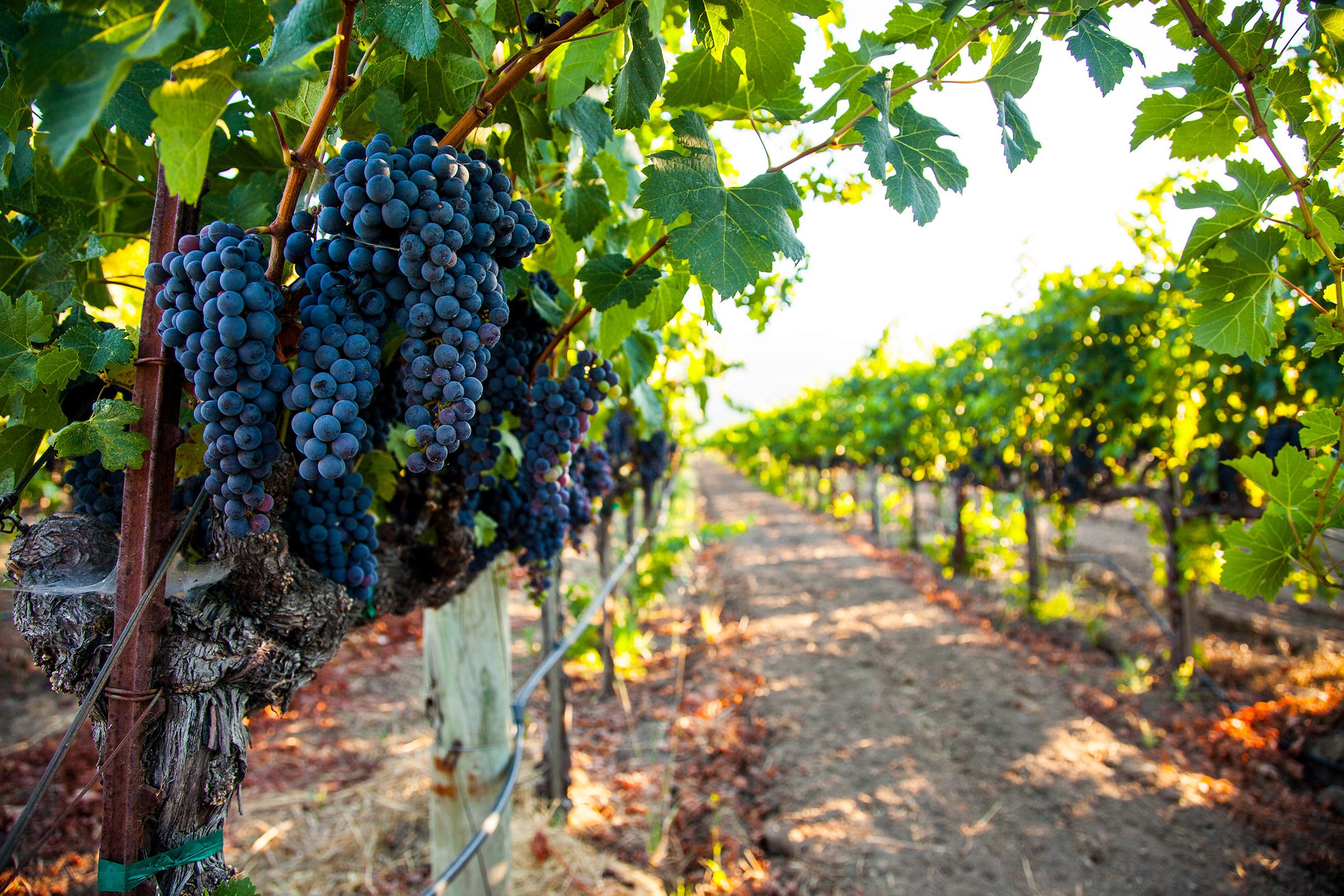 Napa Valley grape cluster Vineyard and Cabernet Sauvignon grape cluster