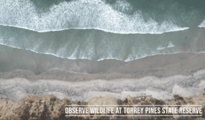Torrey Pines Coast